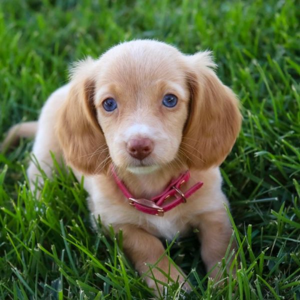 Mini Dachshund Puppy for Sale