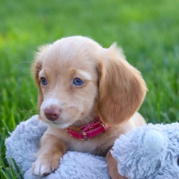 Mini Dachshund Puppy for Sale