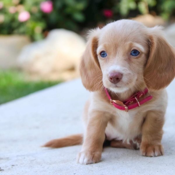 Mini Dachshund Puppy for Sale