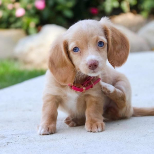 Mini Dachshund Puppy for Sale