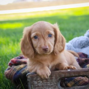 Mini Dachshund Puppy for Sale