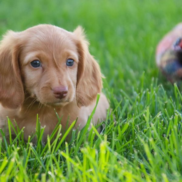 Mini Dachshund Puppy for Sale