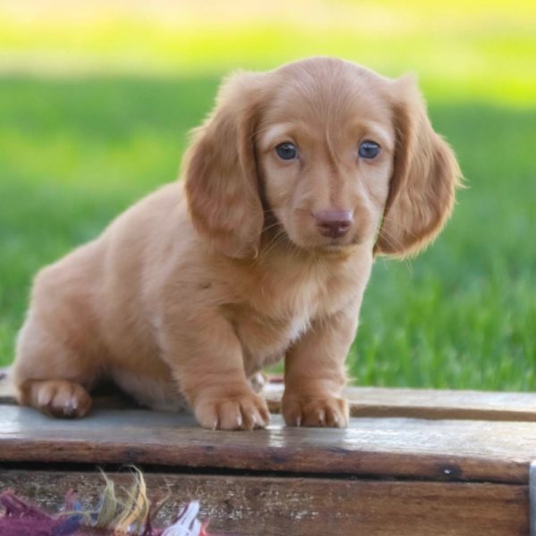 Mini Dachshund Puppy for Sale