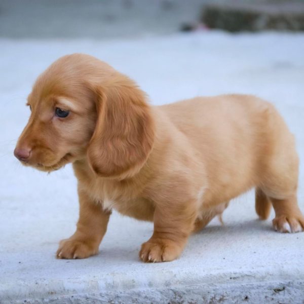 Mini Dachshund Puppy for Sale