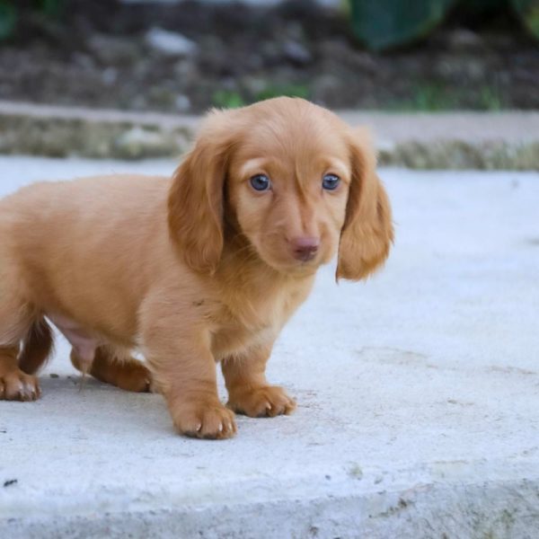 Mini Dachshund Puppy for Sale