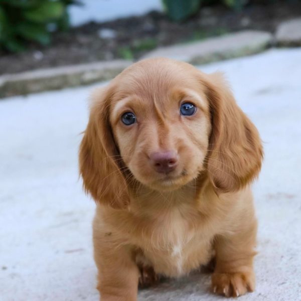 Mini Dachshund Puppy for Sale