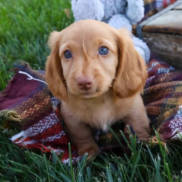 Mini Dachshund Puppy for Sale