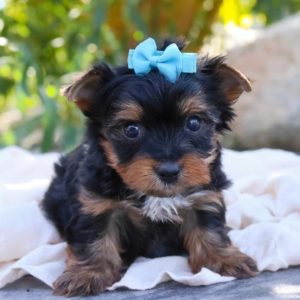 Yorkshire Terrier Puppy for Sale