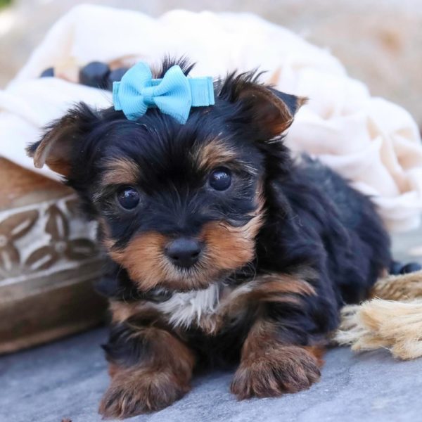 Yorkshire Terrier Puppy for Sale