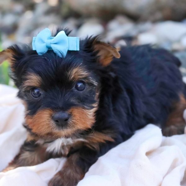 Yorkshire Terrier Puppy for Sale