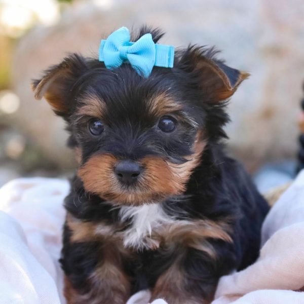 Yorkshire Terrier Puppy for Sale