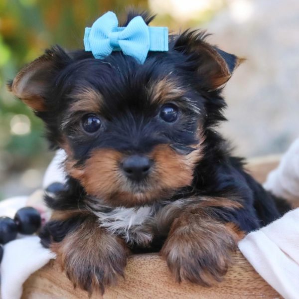 Yorkshire Terrier Puppy for Sale