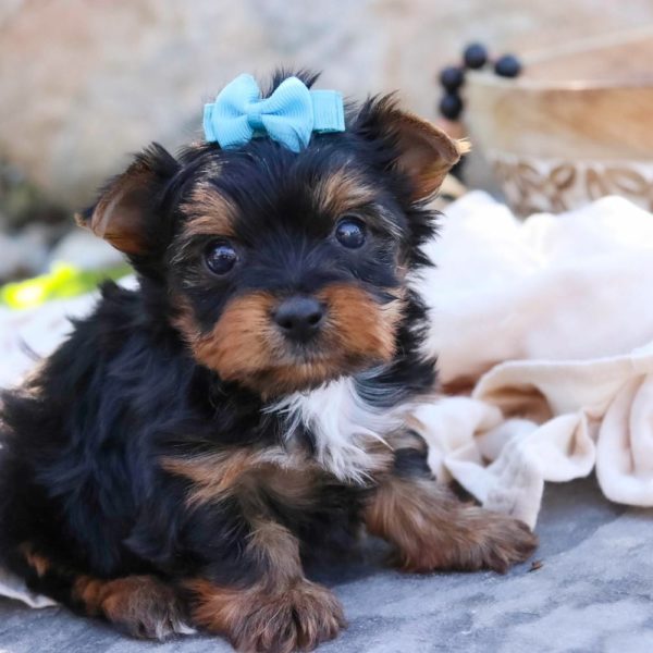 Yorkshire Terrier Puppy for Sale