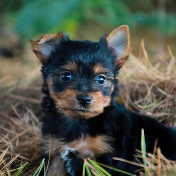 Yorkshire Terrier Puppy for Sale