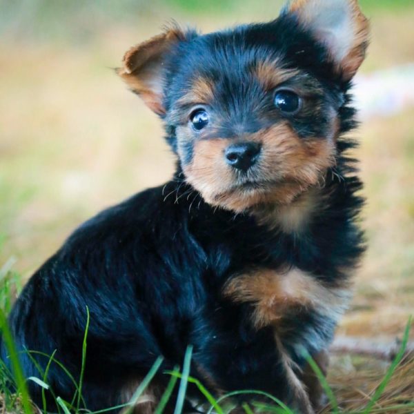 Yorkshire Terrier Puppy for Sale