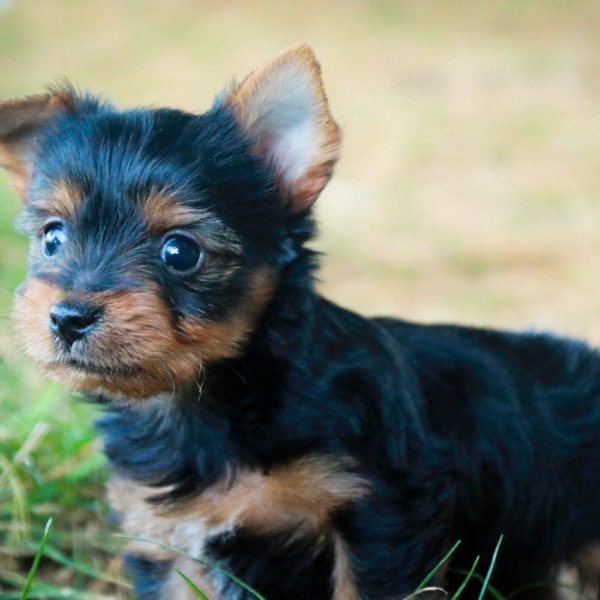 Yorkshire Terrier Puppy for Sale