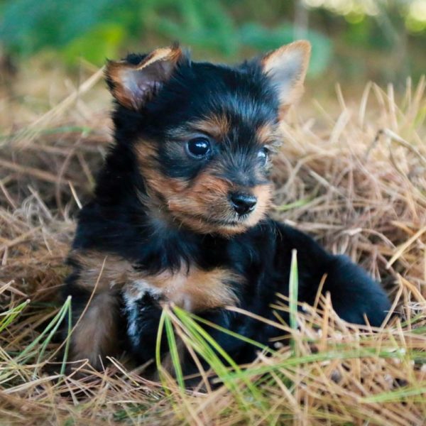 Yorkshire Terrier Puppy for Sale