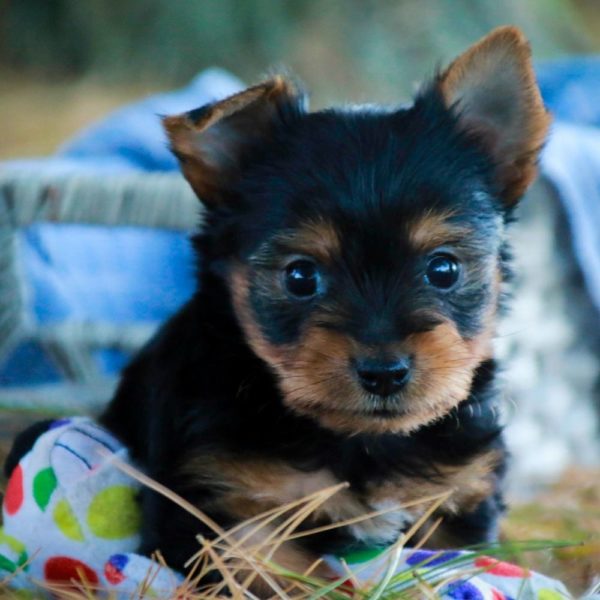 Yorkshire Terrier Puppy for Sale