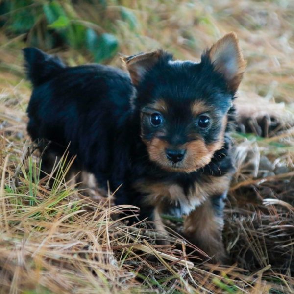 Yorkshire Terrier Puppy for Sale