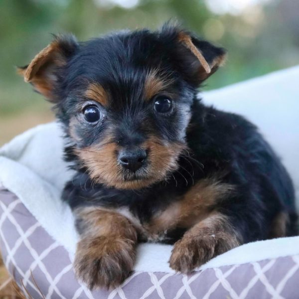 Yorkshire Terrier Puppy for Sale