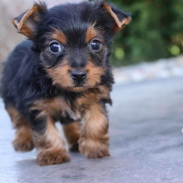 Yorkshire Terrier Puppy for Sale