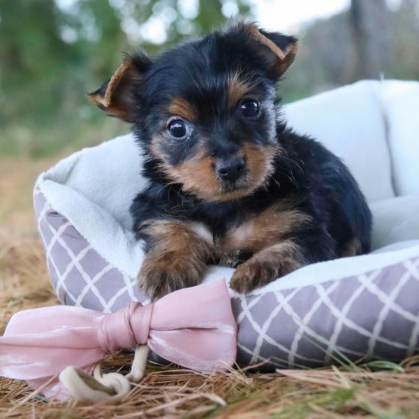 Yorkshire Terrier Puppy for Sale