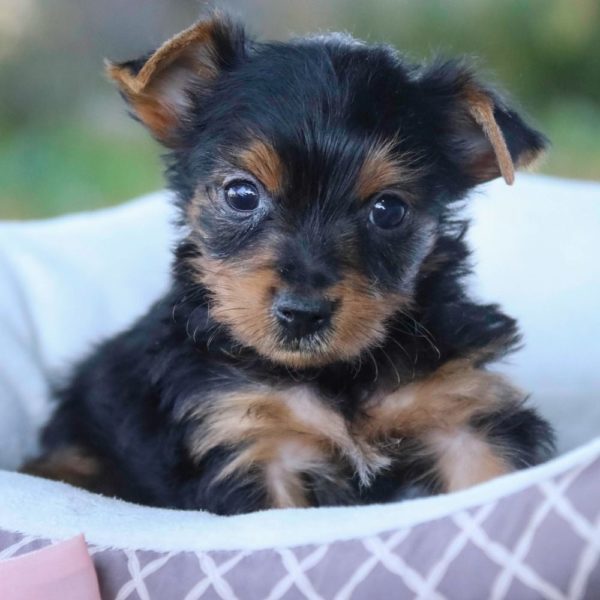 Yorkshire Terrier Puppy for Sale