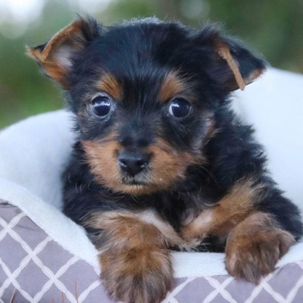 Yorkshire Terrier Puppy for Sale