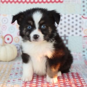 Miniature Australian Shepherd Puppy for Sale