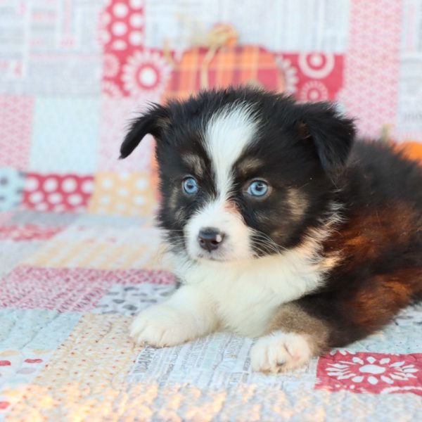 Miniature Australian Shepherd Puppy for Sale