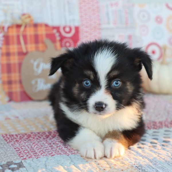 Miniature Australian Shepherd Puppy for Sale