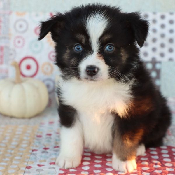 Miniature Australian Shepherd Puppy for Sale