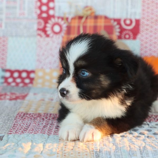 Miniature Australian Shepherd Puppy for Sale