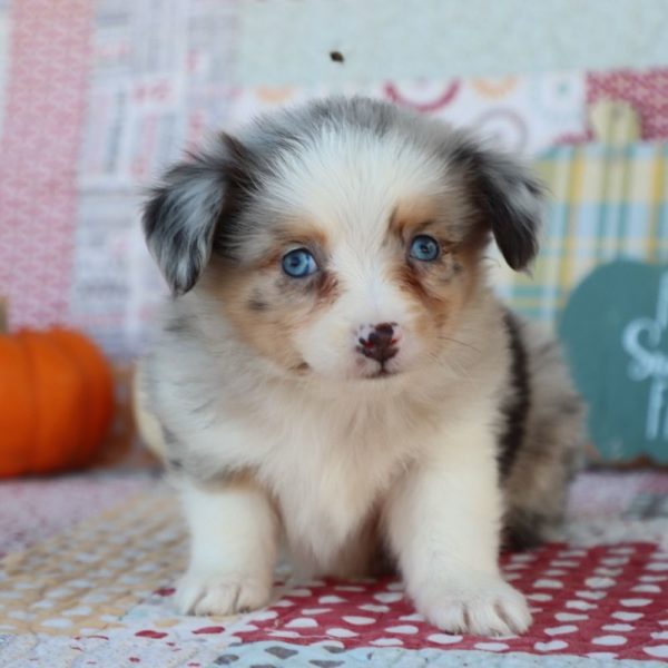 Miniature Australian Shepherd Puppy for Sale