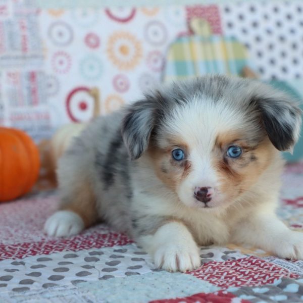 Miniature Australian Shepherd Puppy for Sale