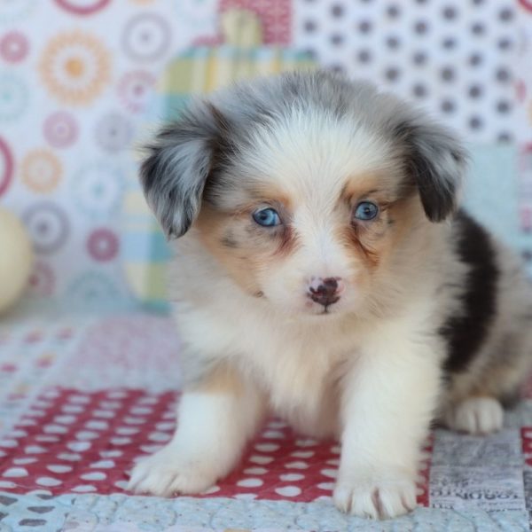 Miniature Australian Shepherd Puppy for Sale