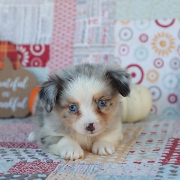 Miniature Australian Shepherd Puppy for Sale