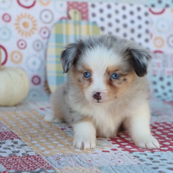 Miniature Australian Shepherd Puppy for Sale