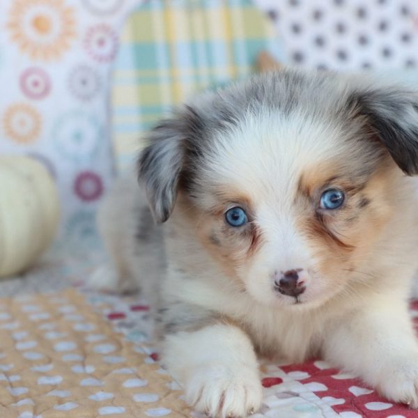 Miniature Australian Shepherd Puppy for Sale