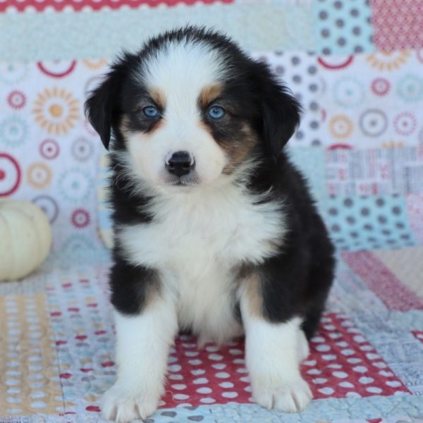 Miniature Australian Shepherd Puppy for Sale