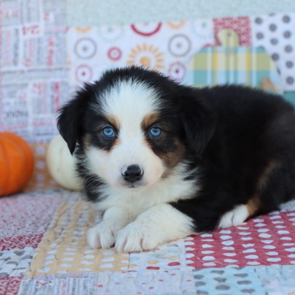 Miniature Australian Shepherd Puppy for Sale