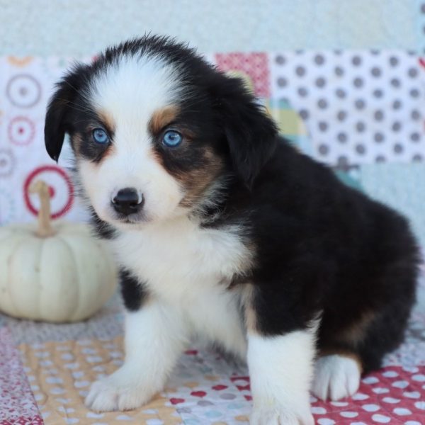 Miniature Australian Shepherd Puppy for Sale