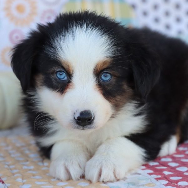 Miniature Australian Shepherd Puppy for Sale