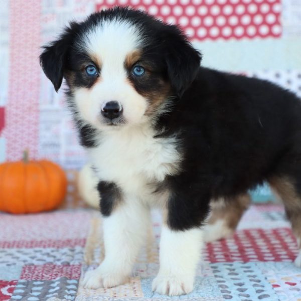 Miniature Australian Shepherd Puppy for Sale