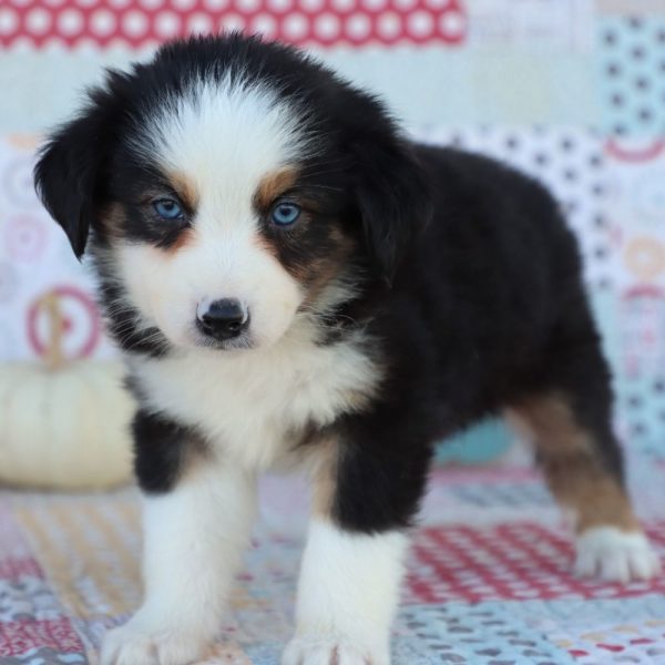 Miniature Australian Shepherd Puppy for Sale