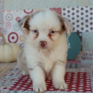 Miniature Australian Shepherd Puppy for Sale