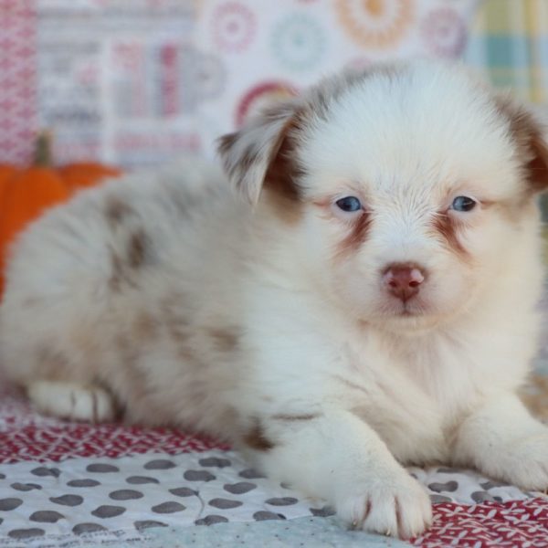 Miniature Australian Shepherd Puppy for Sale