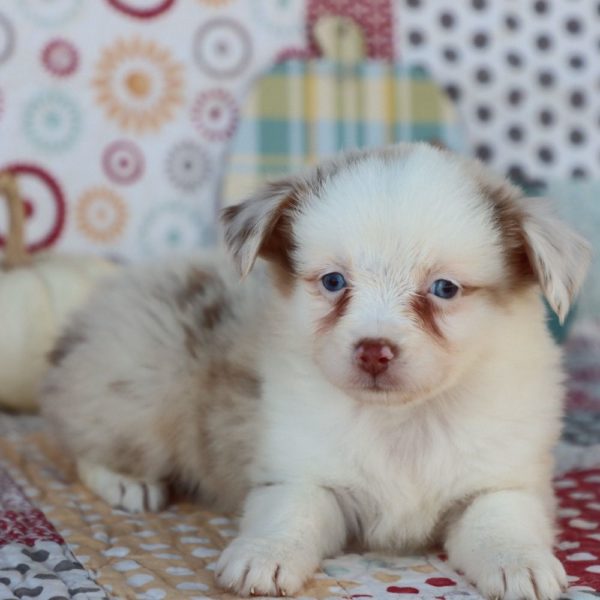 Miniature Australian Shepherd Puppy for Sale