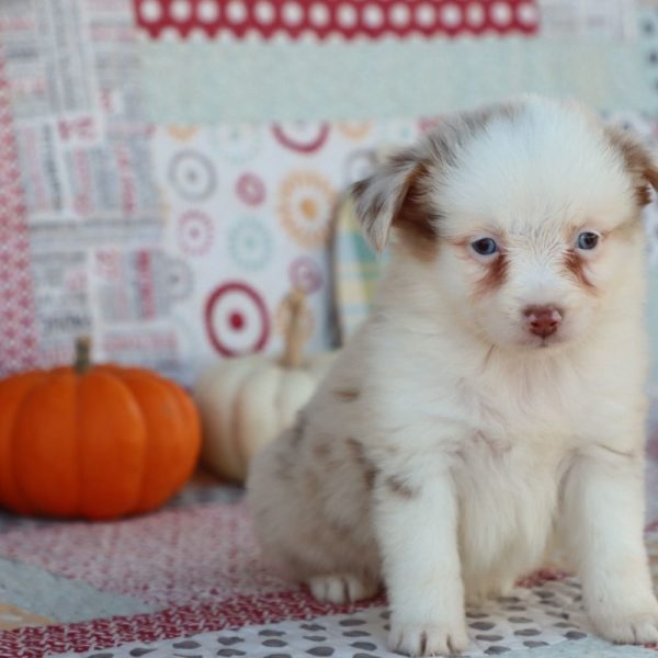 Miniature Australian Shepherd Puppy for Sale