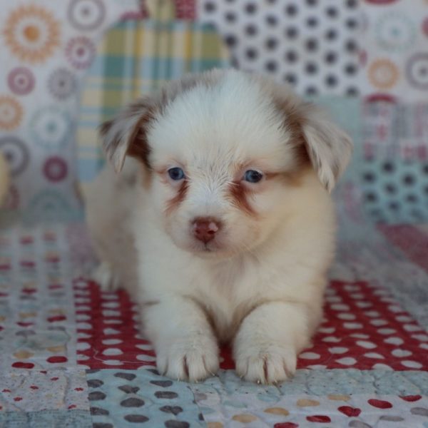 Miniature Australian Shepherd Puppy for Sale